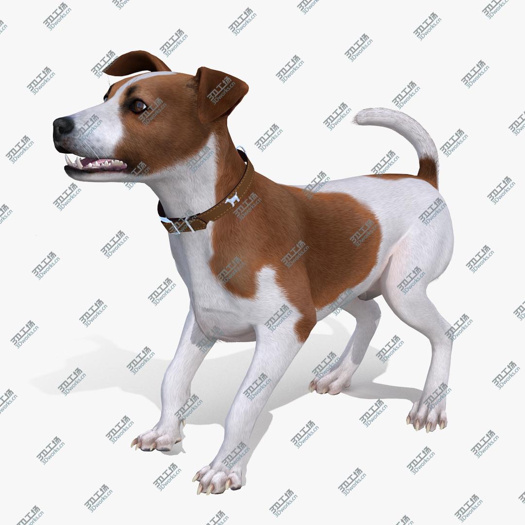 images/goods_img/202105071/3D model Spotted Jack Russell Terrier Fur Rigged/1.jpg